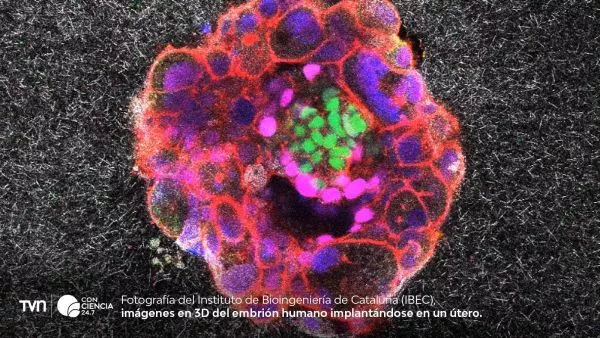 Imagen microscópica que muestra la implantación de un embrión humano en un tejido que simula el revestimiento uterino.