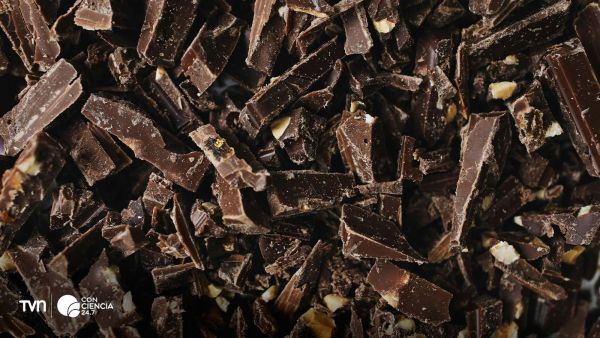 Cacao con microbios que determinan el sabor del chocolate.