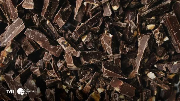 Cacao con microbios que determinan el sabor del chocolate.