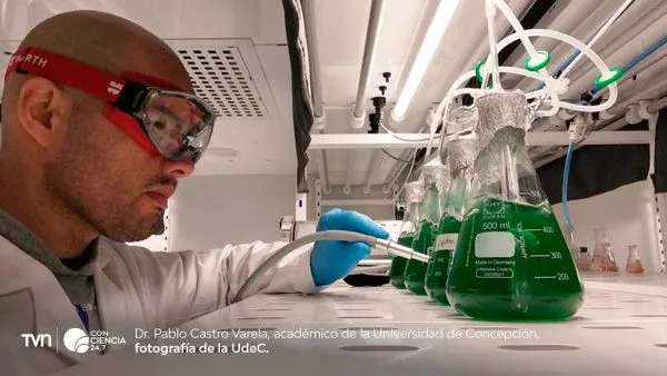 Investigador de la UdeC trabaja en sistema con microalgas y luz solar para descontaminar lagos urbanos.