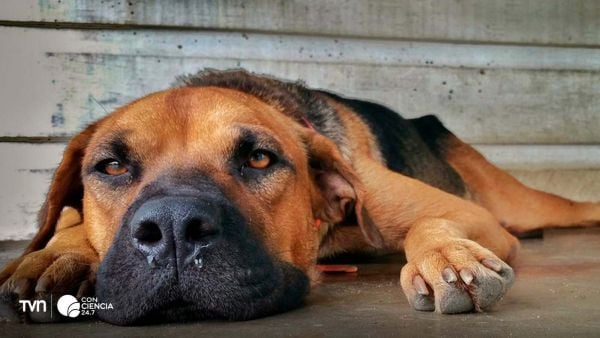 Investigadores de la Universidad de Chile analizan la diversidad genética del distemper canino para mejorar las vacunas en Chile.