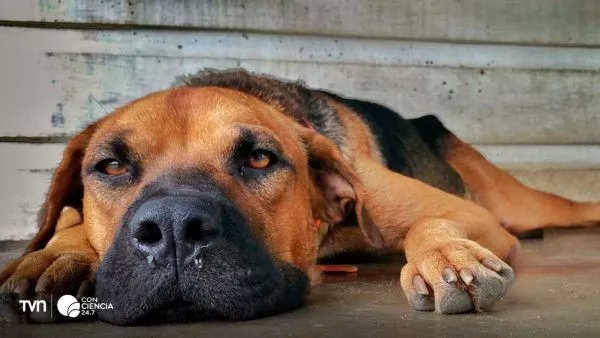 Investigadores de la Universidad de Chile analizan la diversidad genética del distemper canino para mejorar las vacunas en Chile.