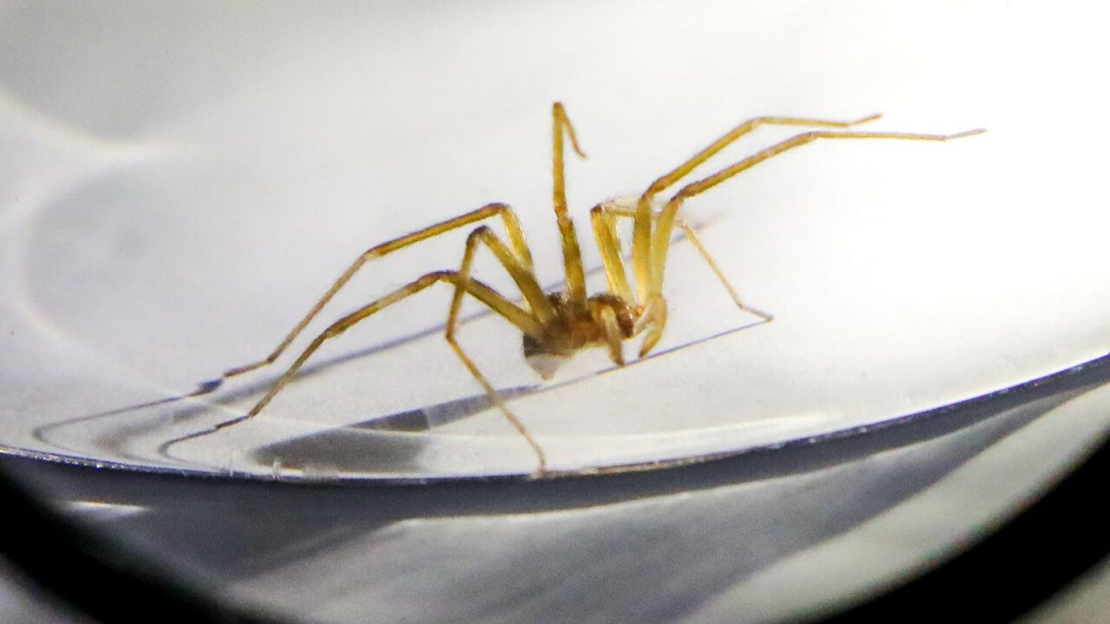 araña de rincón