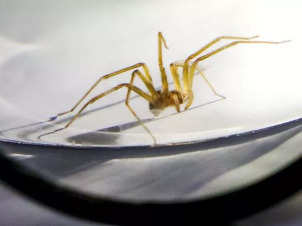 araña de rincón