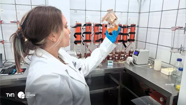 Muestras de microorganismos biomineros utilizados en el proyecto Cobalto Verde para recuperar metales desde relaves en Atacama.