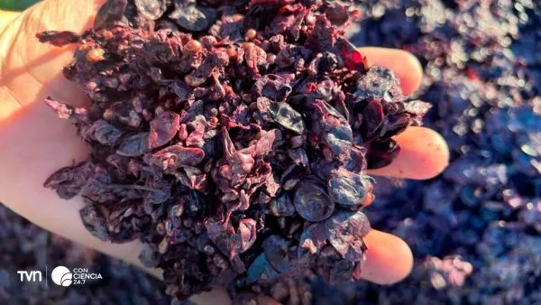 Orujo de uva clave para el corazón.