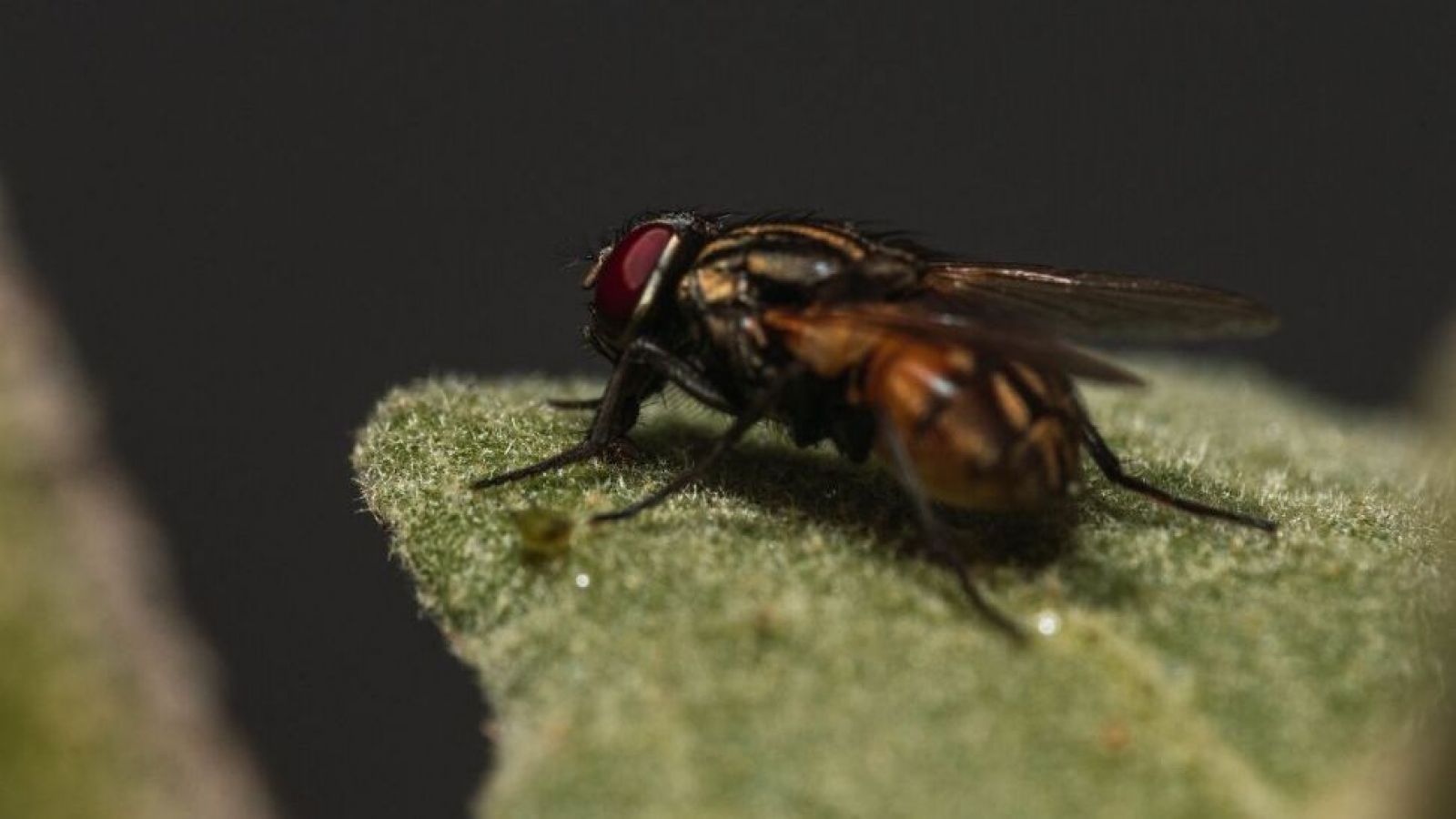 Mosca