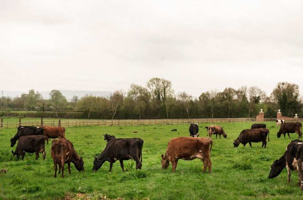 Vacas. Ganado