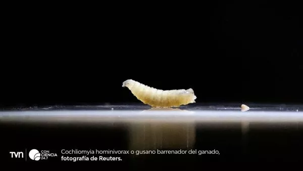 Detectan el primer caso en humanos en EE.UU. del gusano barrenador del Nuevo Mundo,