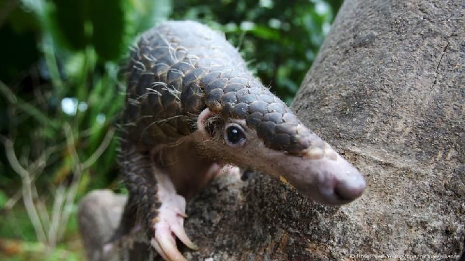 Pangolín