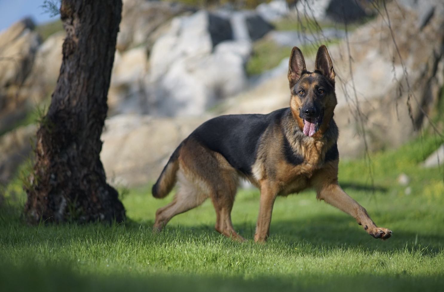 Pastor Belga Malinois