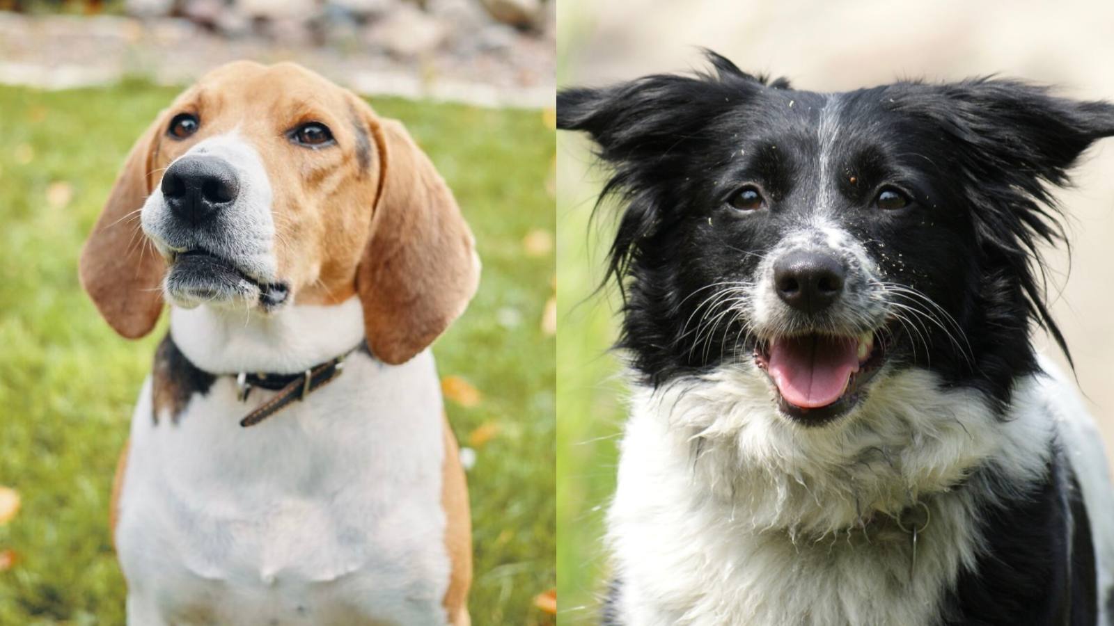 Beagle y Border Collie