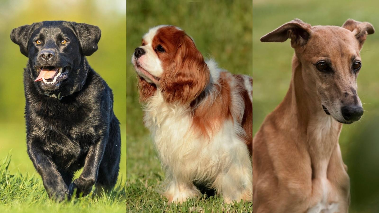 Labrador, Cavalier King Charles y Galgo