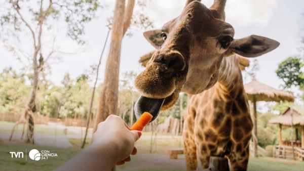 Grupo de jirafas en la sabana africana, especie recientemente reclasificada por la UICN.