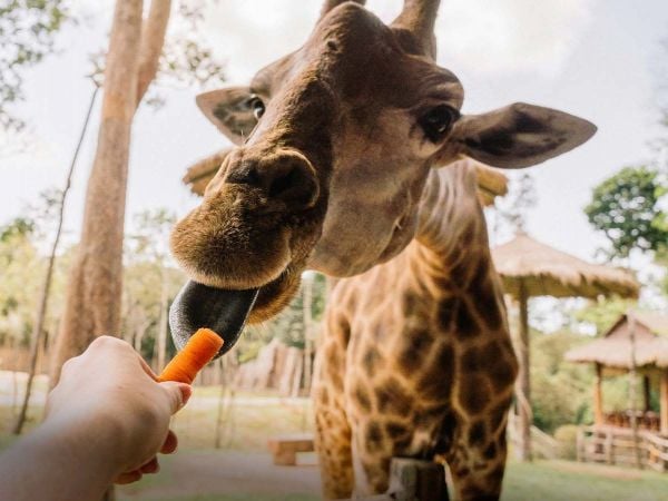 Grupo de jirafas en la sabana africana, especie recientemente reclasificada por la UICN.