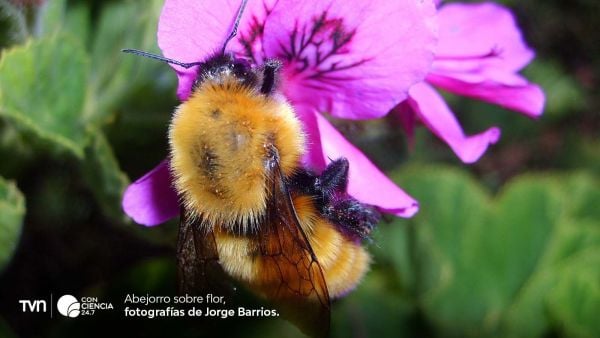 Abejorro silvestre recolectando polen de una flor en las Montañas Rocosas.