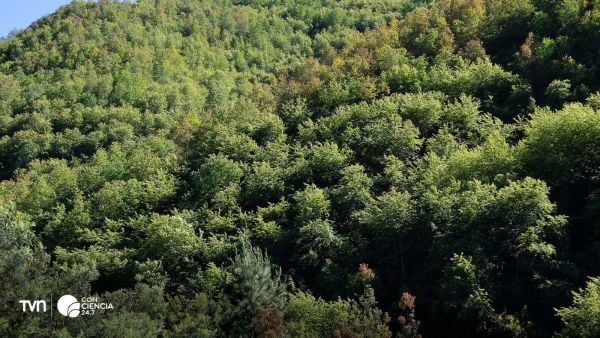 Bosque mediterráneo chileno amenazado.