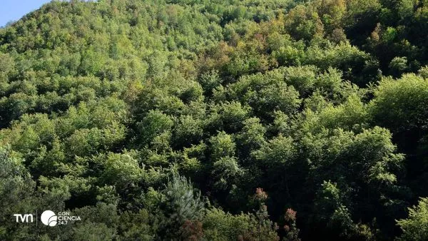 Bosque mediterráneo chileno amenazado.