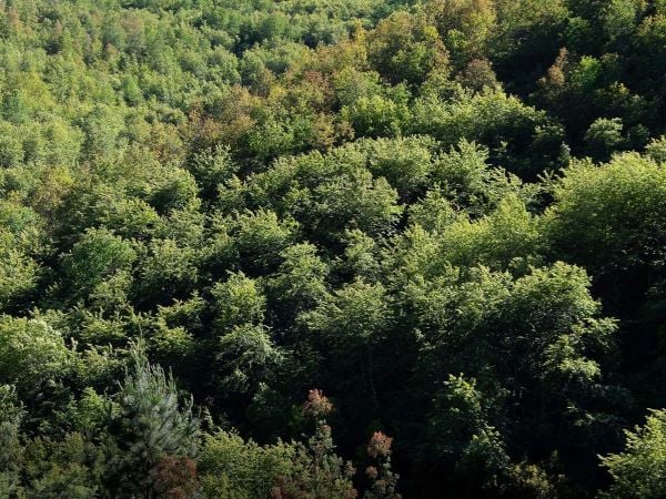 Bosque mediterráneo chileno amenazado.