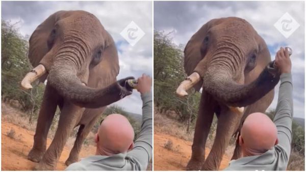 Hombre le da cerveza a elefante
