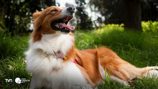 Crean nanoemulsión de cannabis contra cáncer mamario perruno.