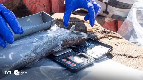 Estuario del río Maipo: refugio clave para peces endémicos en riesgo.