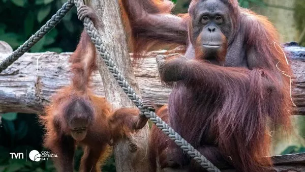 Orangután joven observa a su madre construir un nido en lo alto de los árboles de la selva.