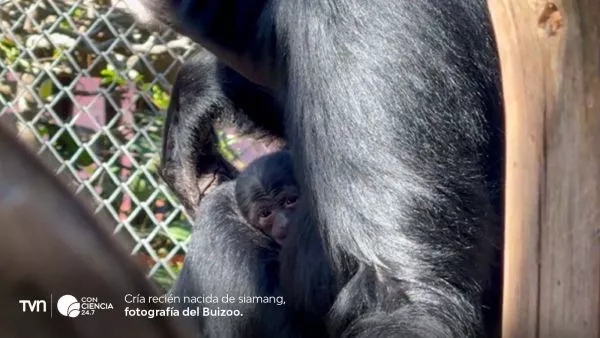 Siamang recién nacido en Buinzoo.