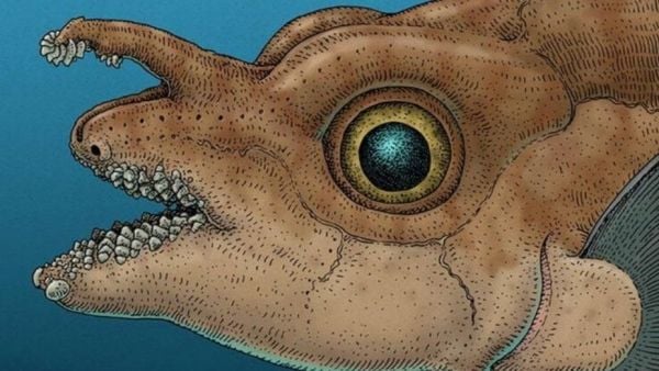 Ilustración pez rata moteado macho adulto