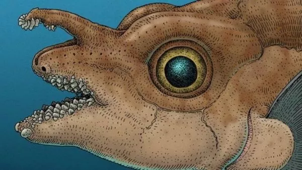 Ilustración pez rata moteado macho adulto