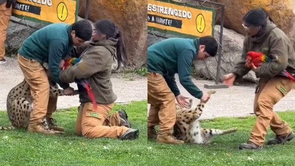 Buinzoo. Serval atacó a un guacamayo