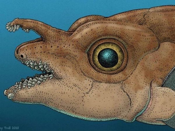 Ilustración pez rata moteado macho adulto