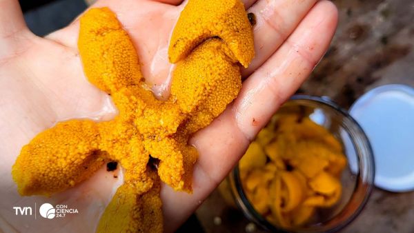 Erizo negro de Juan Fernández, especie endémica en proceso de convertirse en recurso pesquero y gastronómico en Chile.