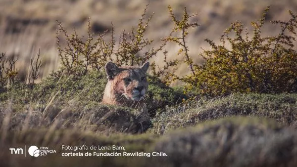 Puma observado a la distancia en el Parque Nacional Torres del Paine, ejemplo de avistamiento responsable en la Patagonia chilena.