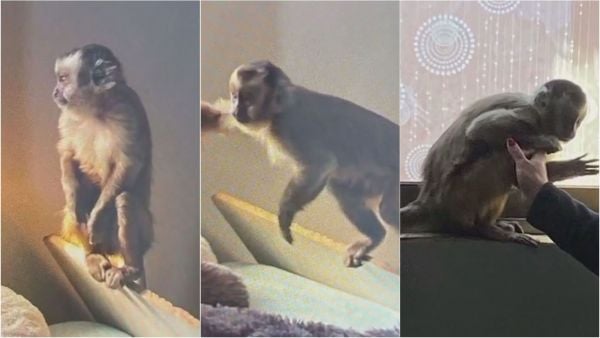 Chimpancé hallado en medio de operativo antidrogas