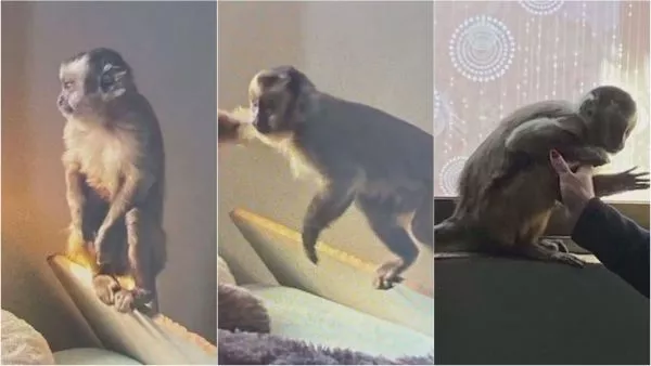 Chimpancé hallado en medio de operativo antidrogas