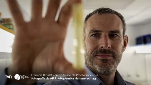 Imagen microscópica de Prochlorococcus, el fitoplancton más abundante del planeta y vital para la cadena alimentaria marina.