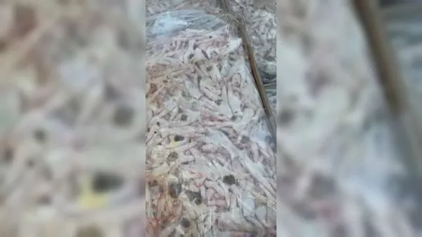 Carne en mal estado