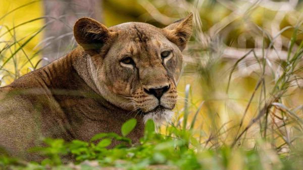 León. Foto referencial.