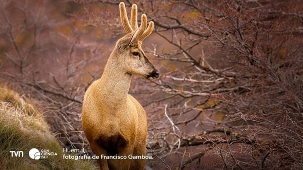 Chile impulsa proyecto “1000 Genomas” para mapear su biodiversidad.
