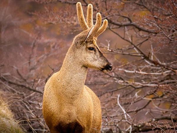 Chile impulsa proyecto “1000 Genomas” para mapear su biodiversidad.