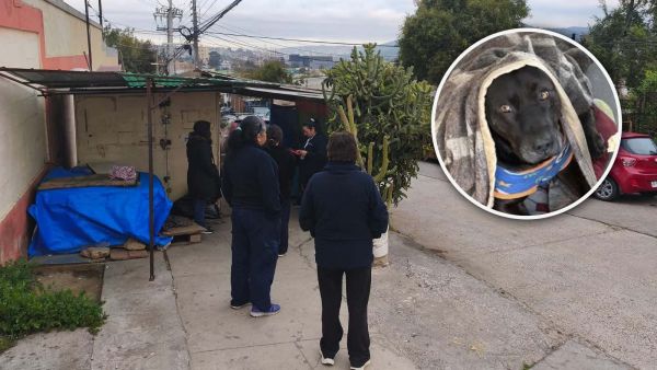 Perro muere en Quilpué
