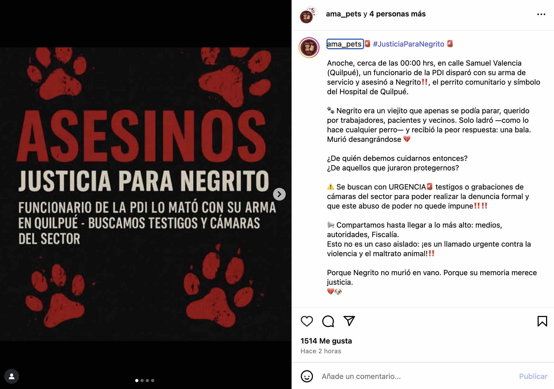 Muerte de perro en Quilpué