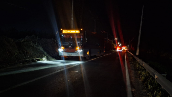 Atropello Camino a Rinconada