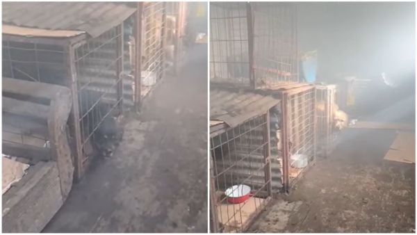 Denuncia de maltrato animal en Punta Arenas