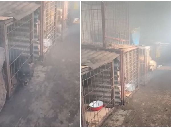 Denuncia de maltrato animal en Punta Arenas