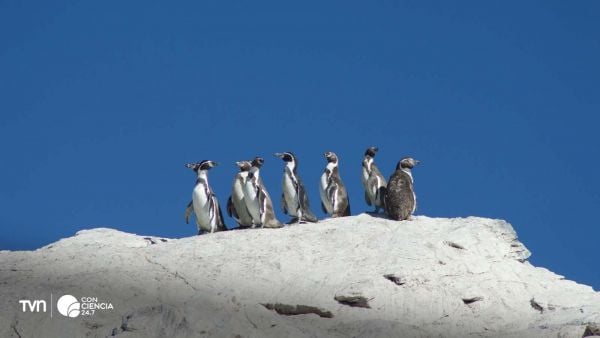 Pingüinos de Humboldt en la Península de Hualpén, especie vulnerable y bioindicador del ecosistema costero chileno.
