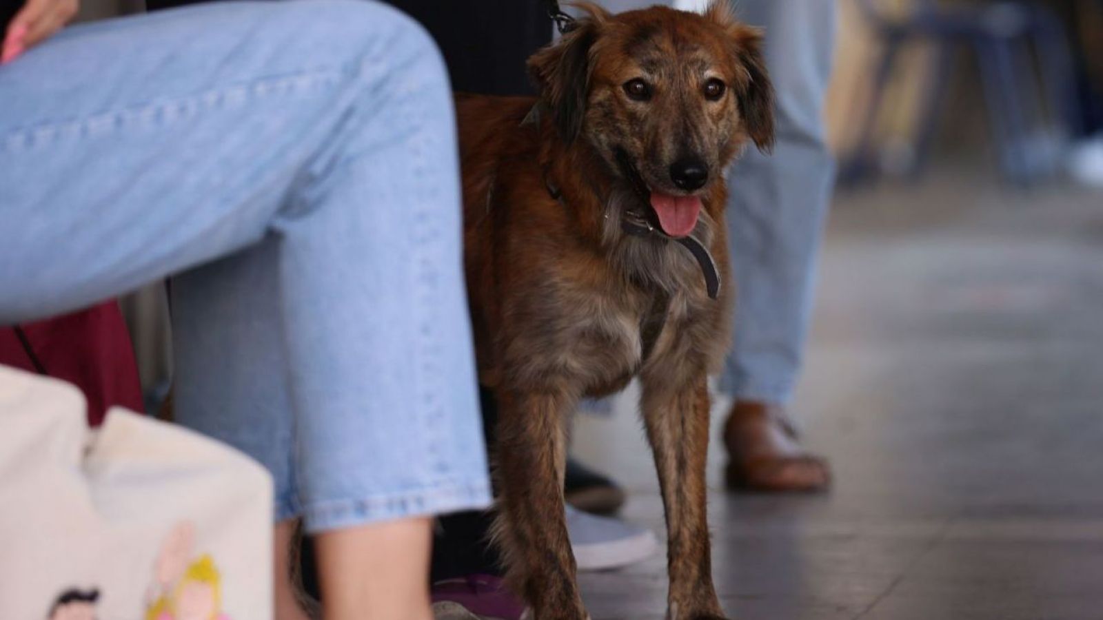 Qué pueden y qué no deben comer las mascotas durante Fiestas Patrias