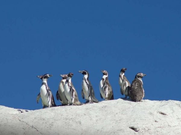 Pingüinos de Humboldt en la Península de Hualpén, especie vulnerable y bioindicador del ecosistema costero chileno.