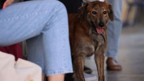 Qué pueden y qué no deben comer las mascotas durante Fiestas Patrias